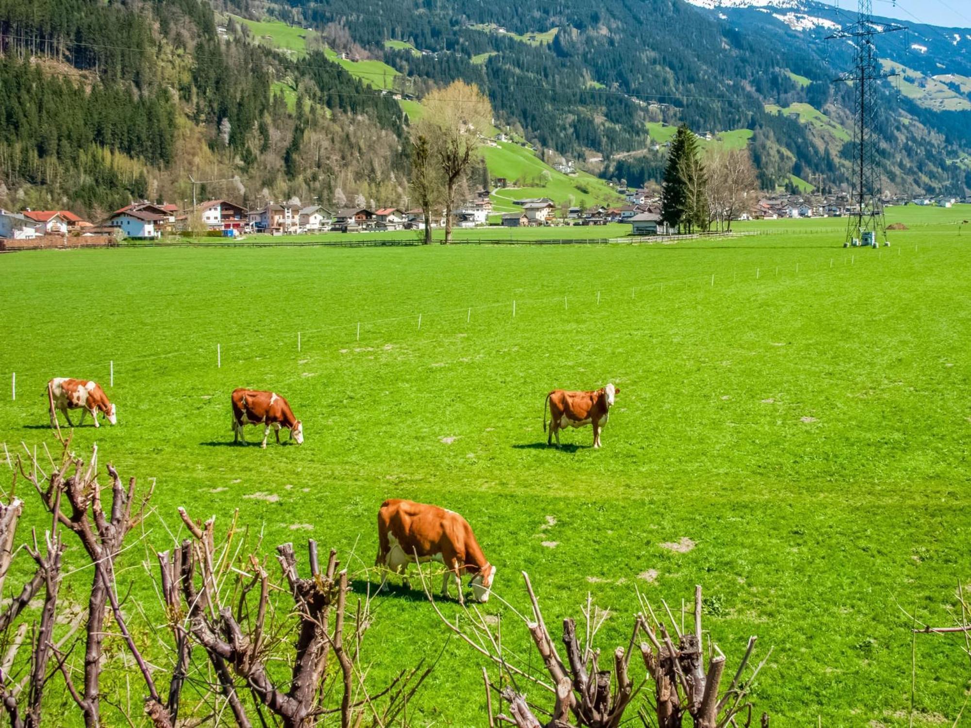 Apartment With Panoramic View Ramsau im Zillertal Bagian luar foto